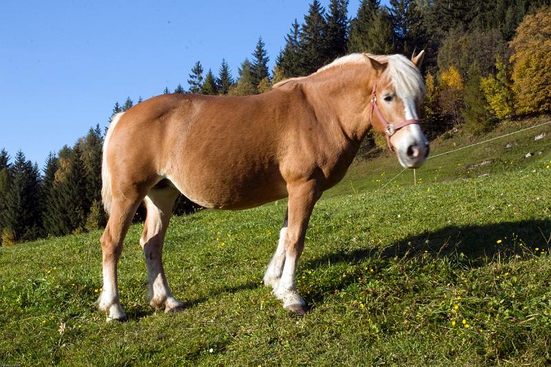 Mayrhofen 2008 (1 von 1)-53.jpg